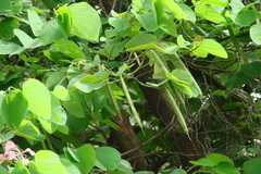 Bauhinia monandra